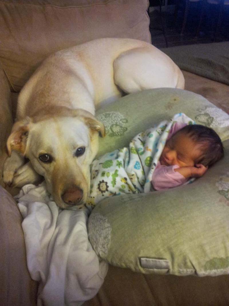 En fotos: Estos perros aman a los bebés humanos. Si vas a dar vida no abandones otra 14 perros-y-bebés-21