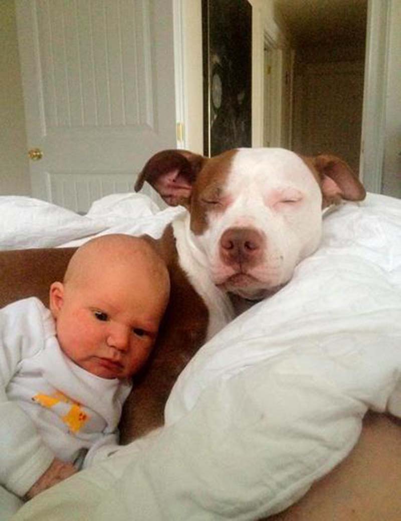 En fotos: Estos perros aman a los bebés humanos. Si vas a dar vida no abandones otra 19 perros-y-bebés-26