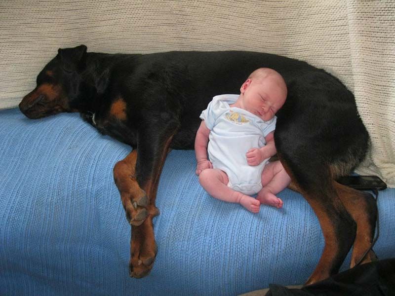 perros-y-bebés