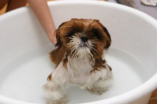 bañar cachorro por primera vez