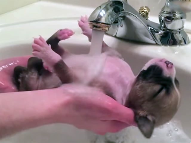 primer baño del cachorro