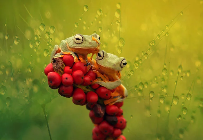 Ranas y sapos más raros del mundo 30 ranas-y-sapos-raros-10