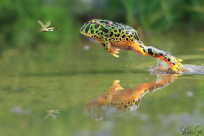 Ranas y sapos más raros del mundo 31 ranas-y-sapos-raros-11