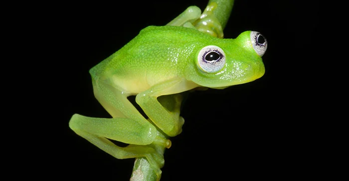 Ranas y sapos más raros del mundo 33 ranas-y-sapos-raros-13