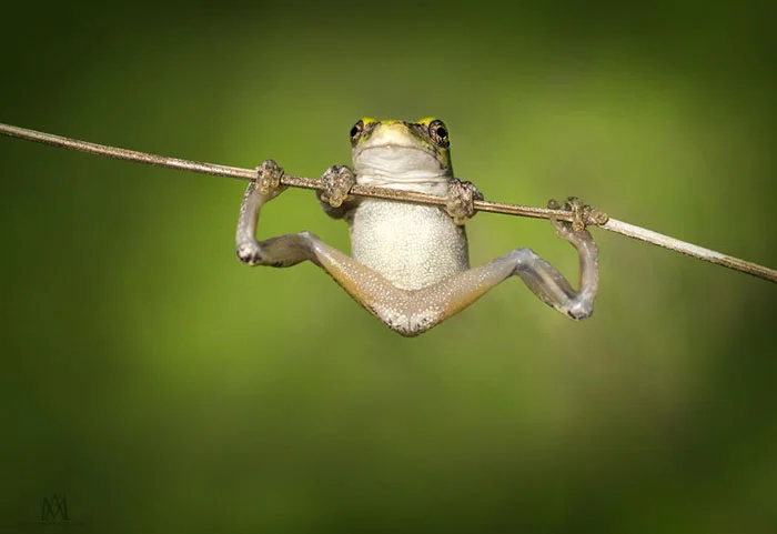 Ranas y sapos más raros del mundo 39 ranas-y-sapos-raros-19