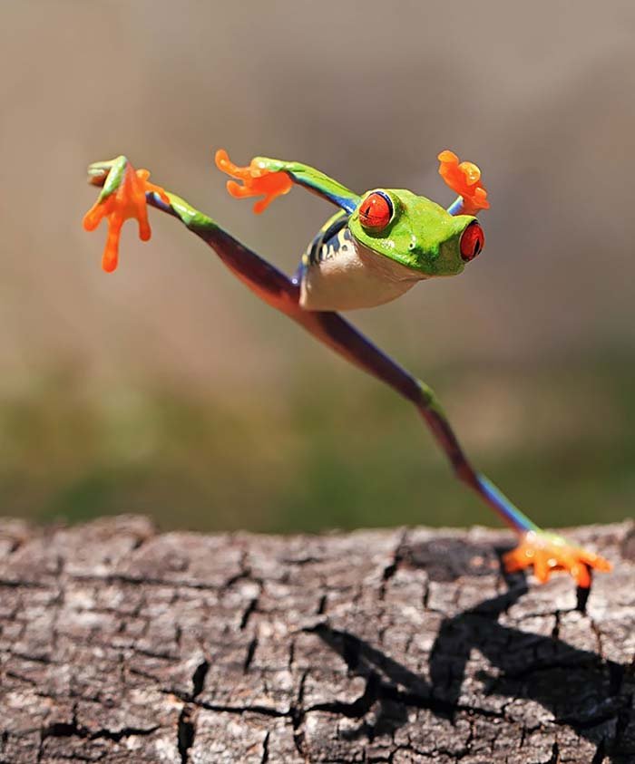 Ranas y sapos más raros del mundo 40 ranas-y-sapos-raros-20
