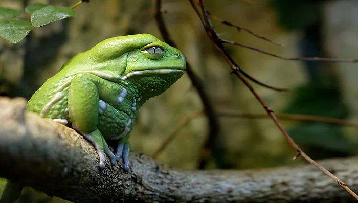 Ranas y sapos más raros del mundo 26 ranas-y-sapos-raros-6