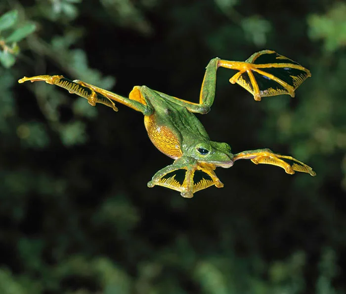 Ranas y sapos más raros del mundo 27 ranas-y-sapos-raros-7