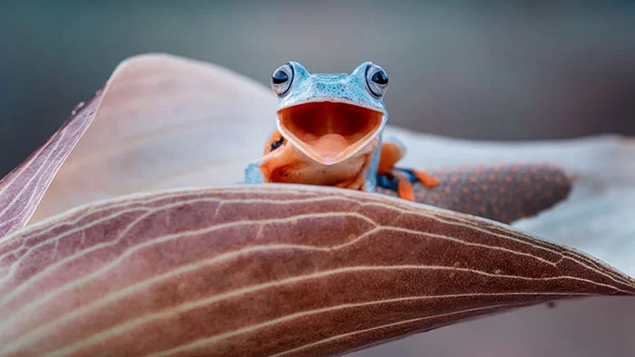Ranas y sapos más raros del mundo 28 ranas-y-sapos-raros-8
