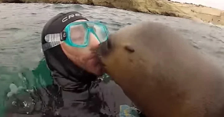Leones marinos dando besos Leones marinos dando besos