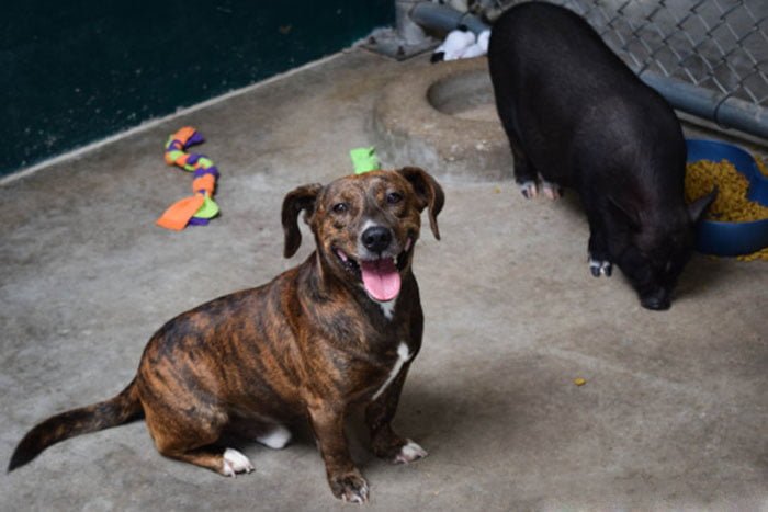 Perro y cerdo abandonados encuentran juntos una familia para siempre 2 Tuna y Jack