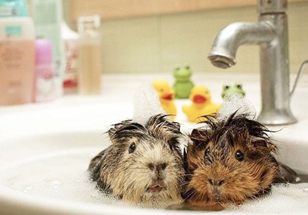 animales-les-gusta-el-baño-13 animales-les-gusta-el-baño-13