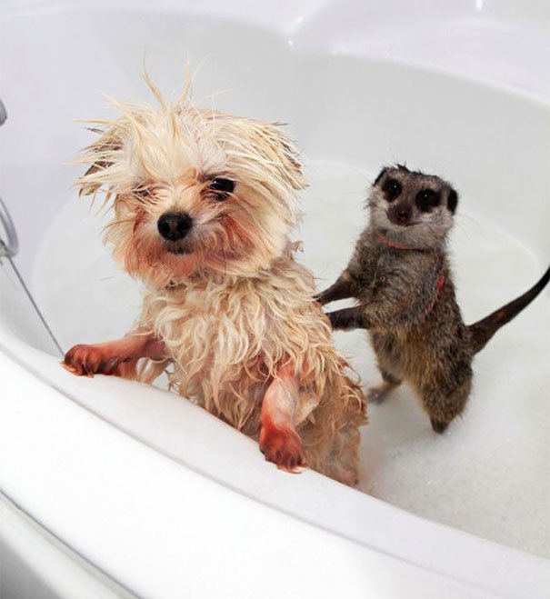 animales-les-gusta-el-baño-7 animales-les-gusta-el-baño-7