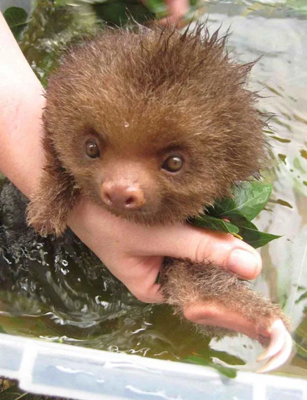 animales-les-gusta-el-baño-11