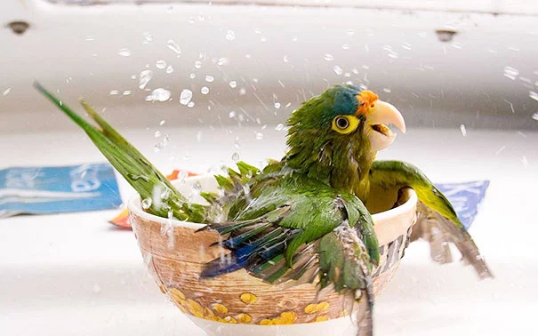 animales-les-gusta-el-baño-2