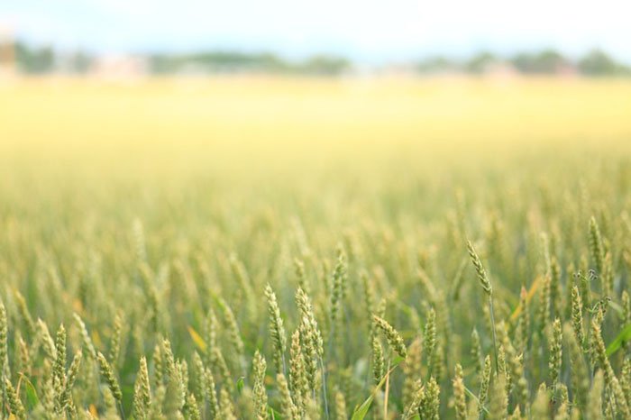 Descubre a la criatura peluda del campo de trigo 1 descubre-a-la-criatura-del-cultivo