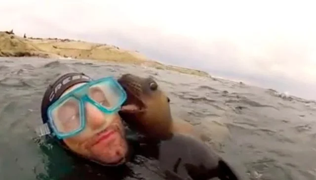 Playful seal pup plants massive kiss on snorkeler cachorros del mar