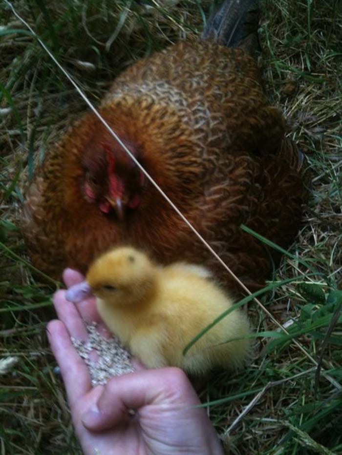 gallina-adopta-a-patito-bebé gallina-adopta-a-patito-bebé