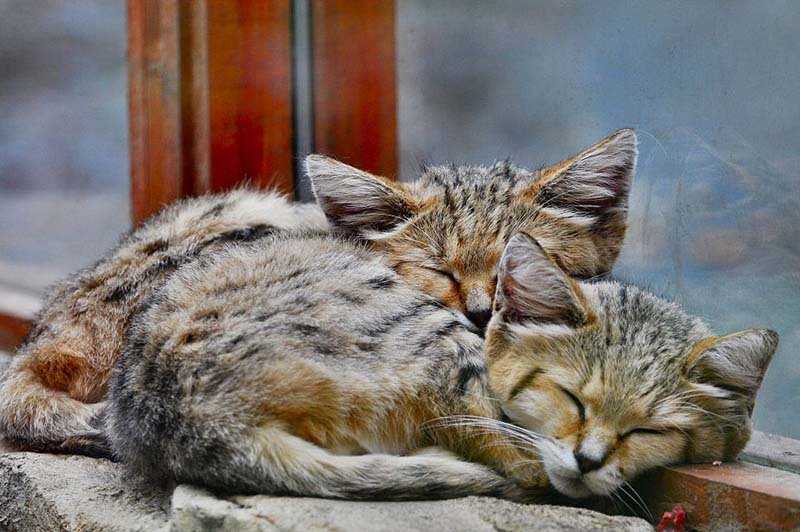 Gatos de las arenas dormidos Gatos de las arenas dormidos