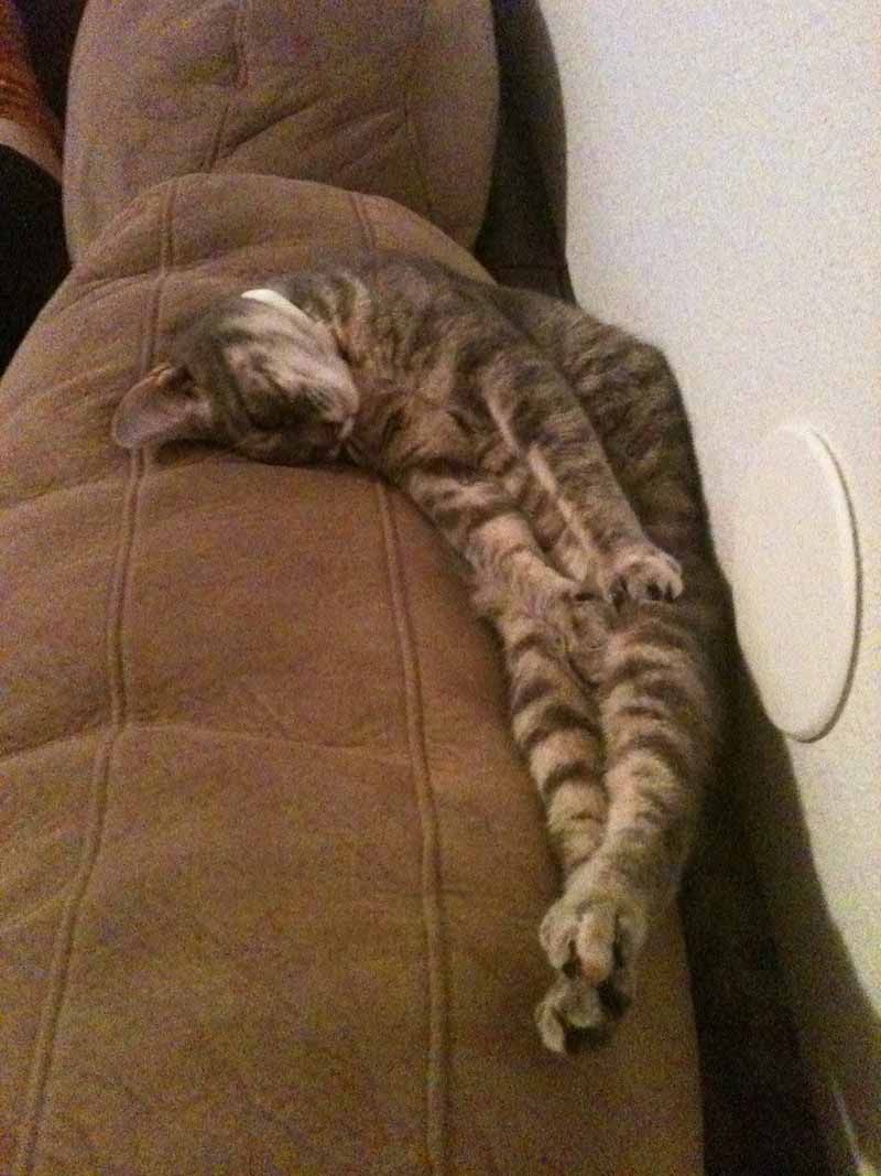 gatos-que-duermen-en-posiciones-incómodas-4