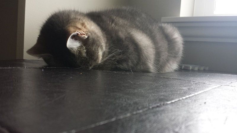 Divertidas fotos de gatos que duermen en posiciones incómodas