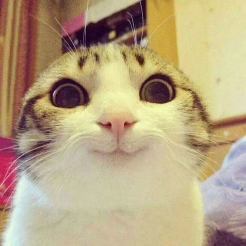 gatos-que-sonríen-9