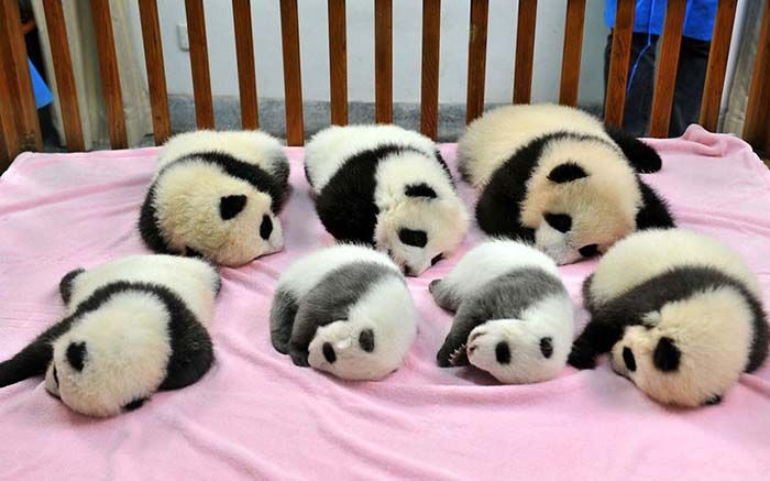 Conoce la guardería de osos panda más adorable del mundo