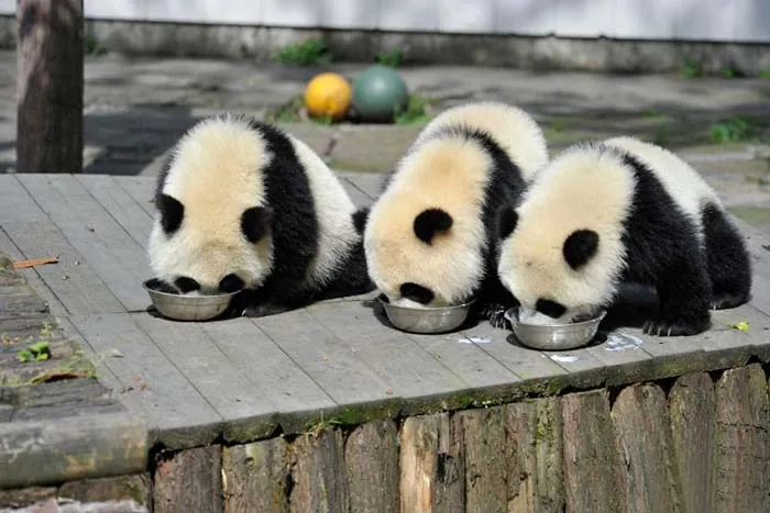 Osos panda comiendo