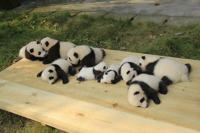 Bebés de oso panda
