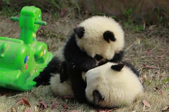 Hermosos osos panda