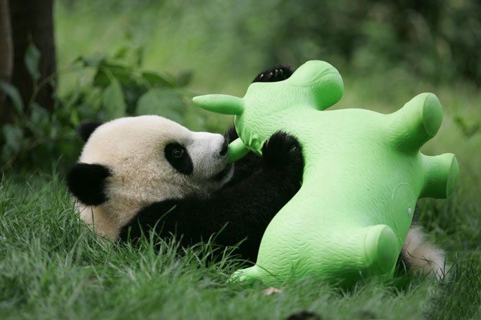 Panda y su juguete en la guardería