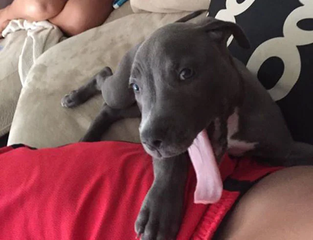 perro saltó de carro en movimiento perro saltó de carro en movimiento