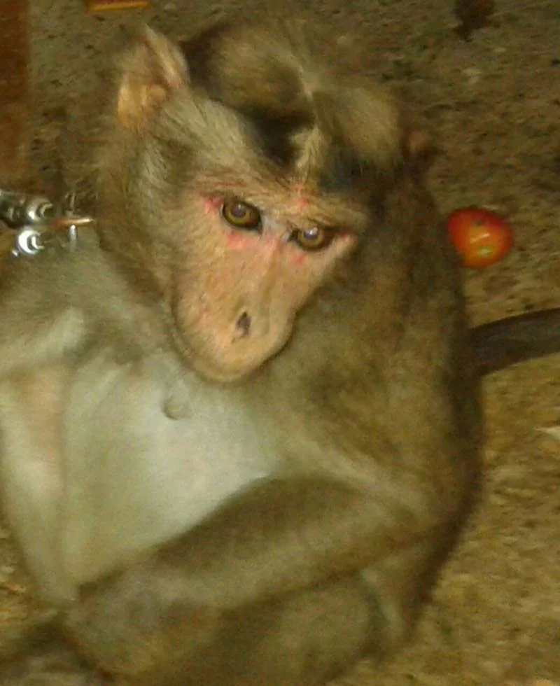 mono-secuestrado-fue-rescatado