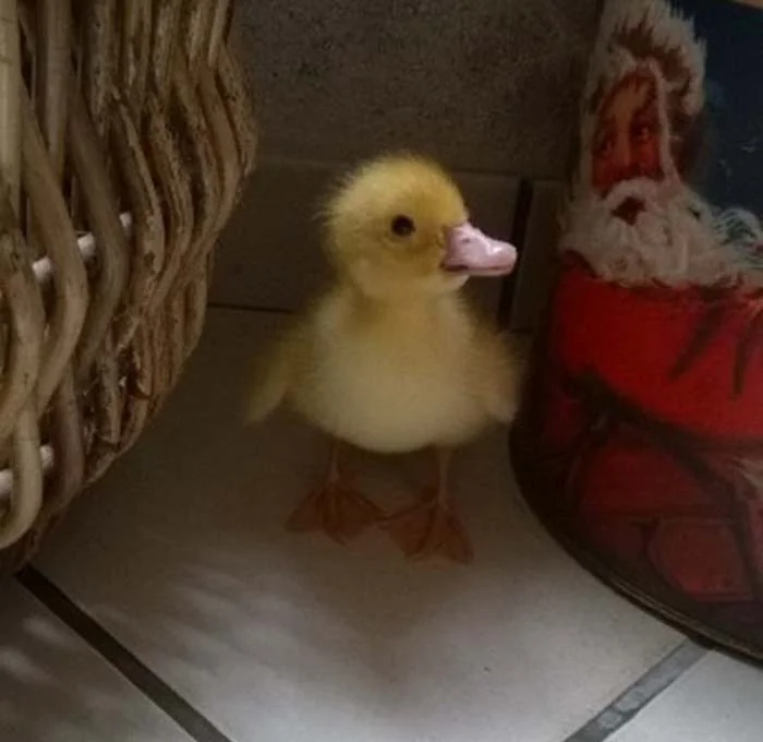 patito-escapa-de-granja-industrial