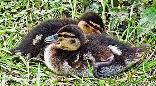patos-notasdemascotas