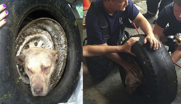 perra abandonada atrapada en un neumático