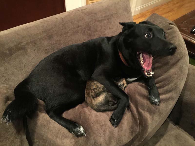 Perro prootege a un gatito