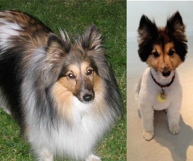 perros-antes-y-después-de-peluquear-1 perros-antes-y-después-de-peluquear-1