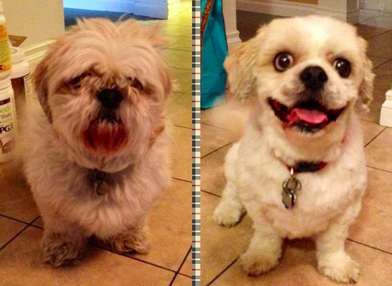 perros-antes-y-después-de-peluquear-11 perros-antes-y-después-de-peluquear-11