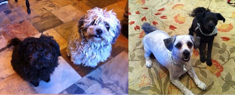 perros después de la peluquería perros después de la peluquería