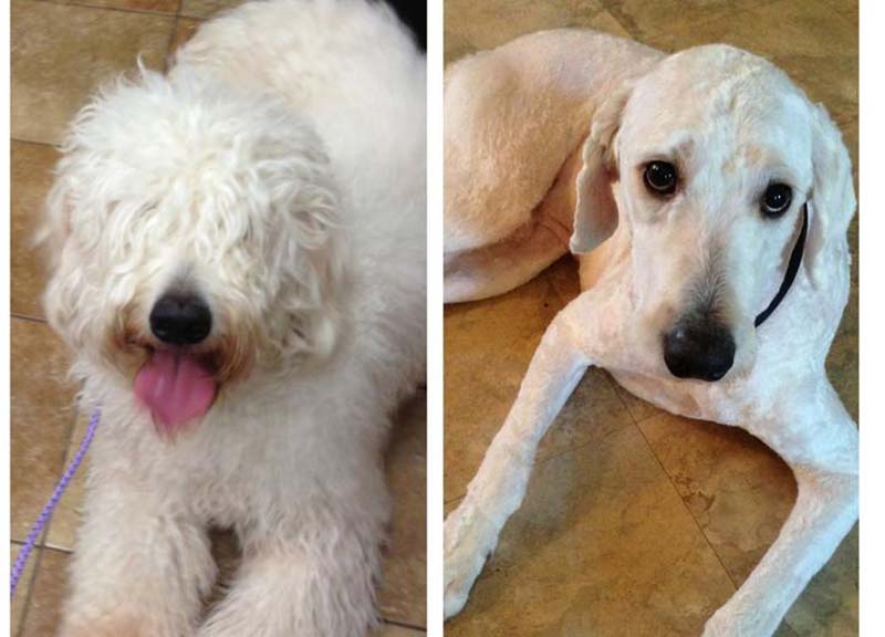 perros antes y después perros antes y después