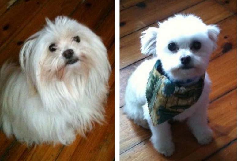 perros-antes-y-después-de-peluquear-7 perros-antes-y-después-de-peluquear-7