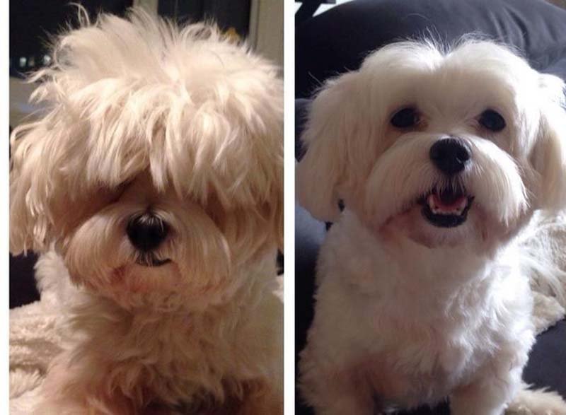 perros-antes-y-después-de-peluquear-2 perros-antes-y-después-de-peluquear-2