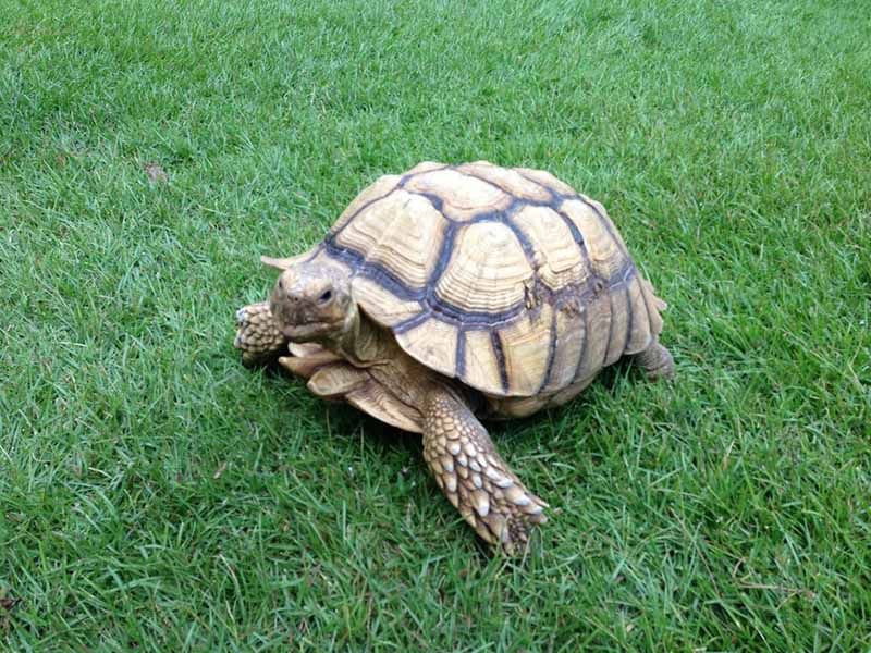 shelly-tortuga-rescatada