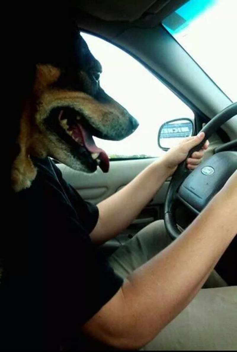 Fotos de animales Fotos de animales