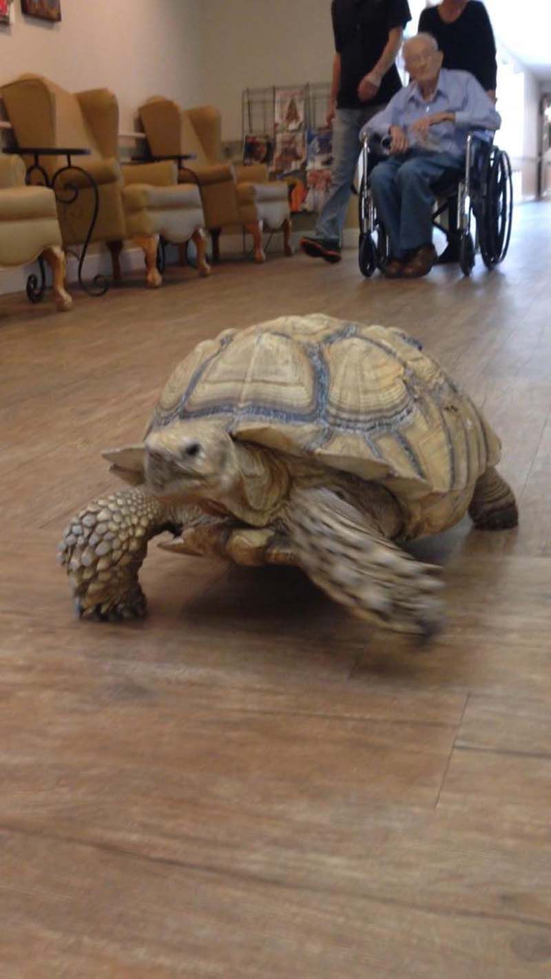 tortuga-shelly-centro-de-rehabilitación