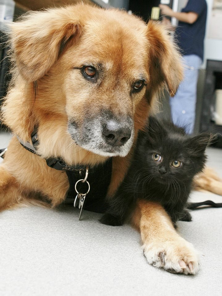 Boots y gato