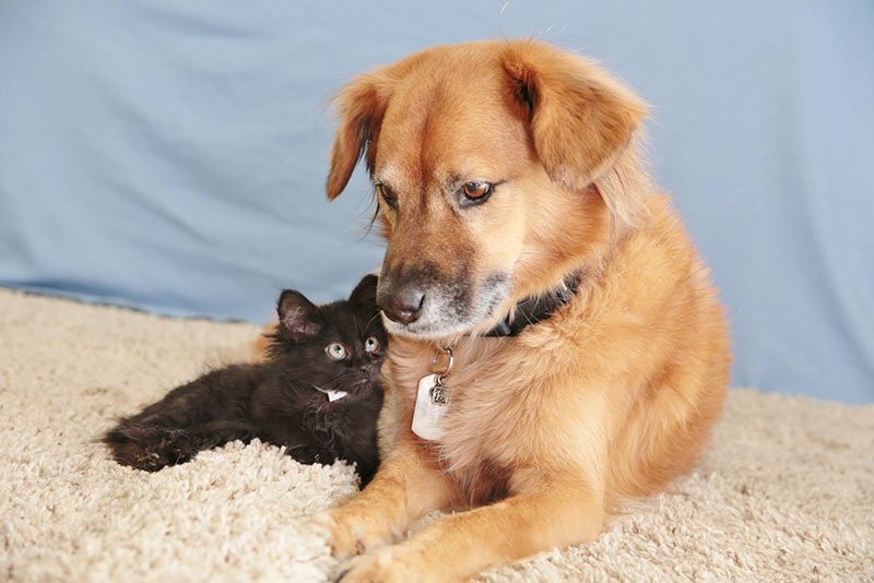 Gato y perro