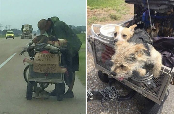 Hombre viaja con sus perros Hombre viaja con sus perros