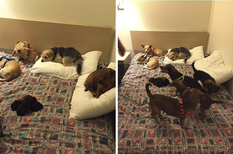 Hombre y sus perros en el hotel